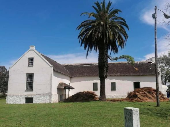 Projects Cape Dutch heritage building re-thatching project in progress showing bundles of harvesting reed prepared on the lawn next to a palm tree